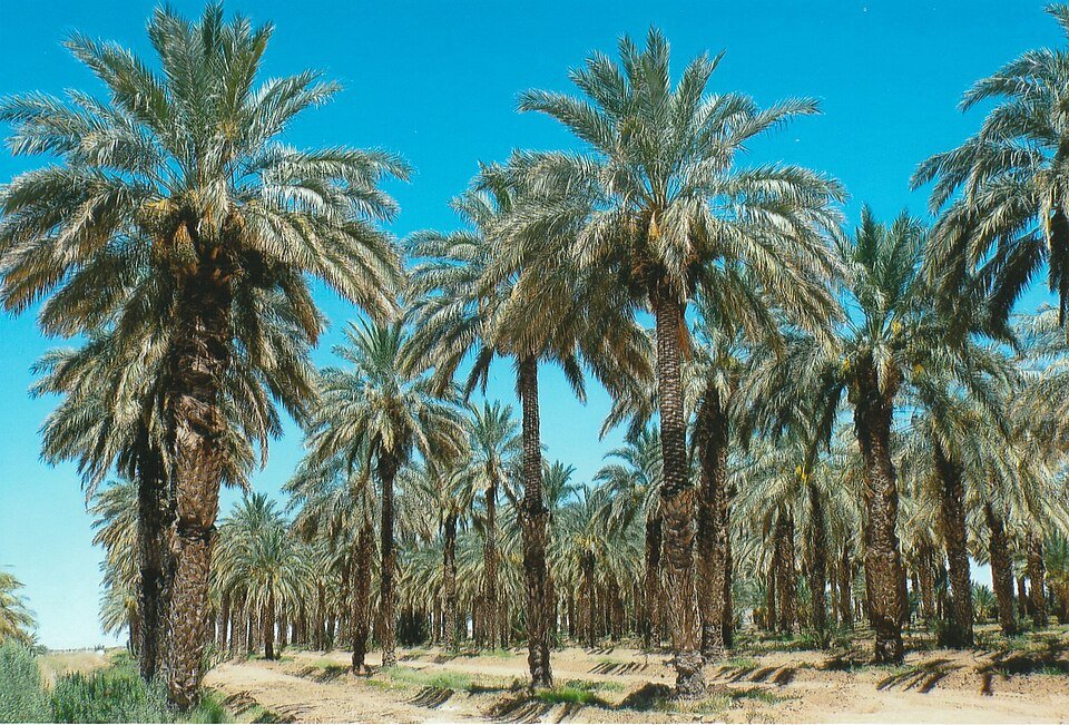 تمر الراجي المختار
